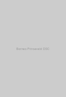 Borneo Prinseveld DSC